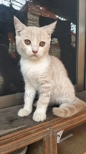 1-3 months Female Purebred British Shorthair