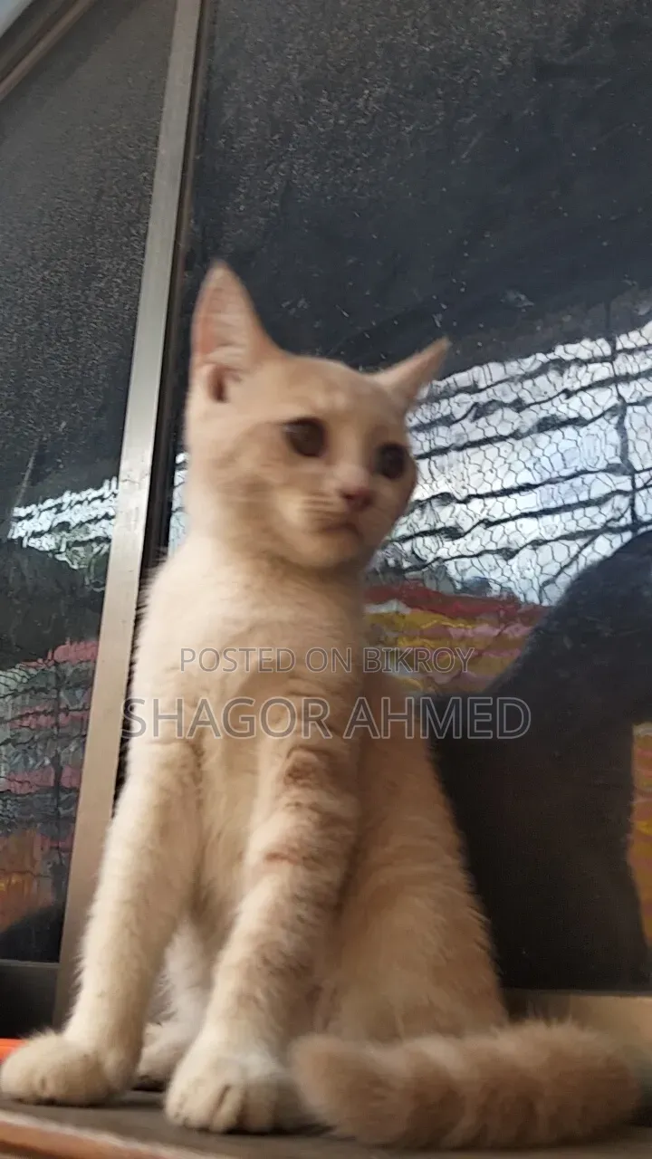 1-3 months Female Purebred British Shorthair