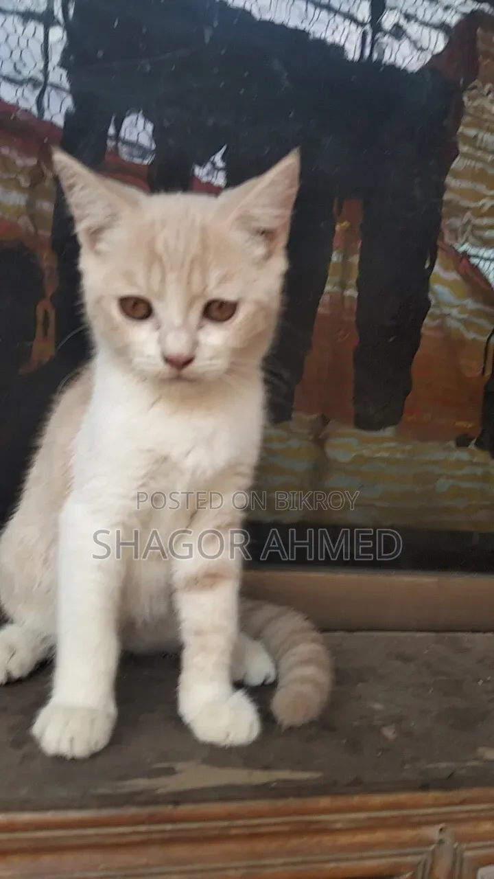 1-3 months Female Purebred British Shorthair