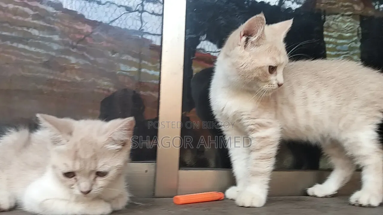 1-3 months Female Purebred British Shorthair
