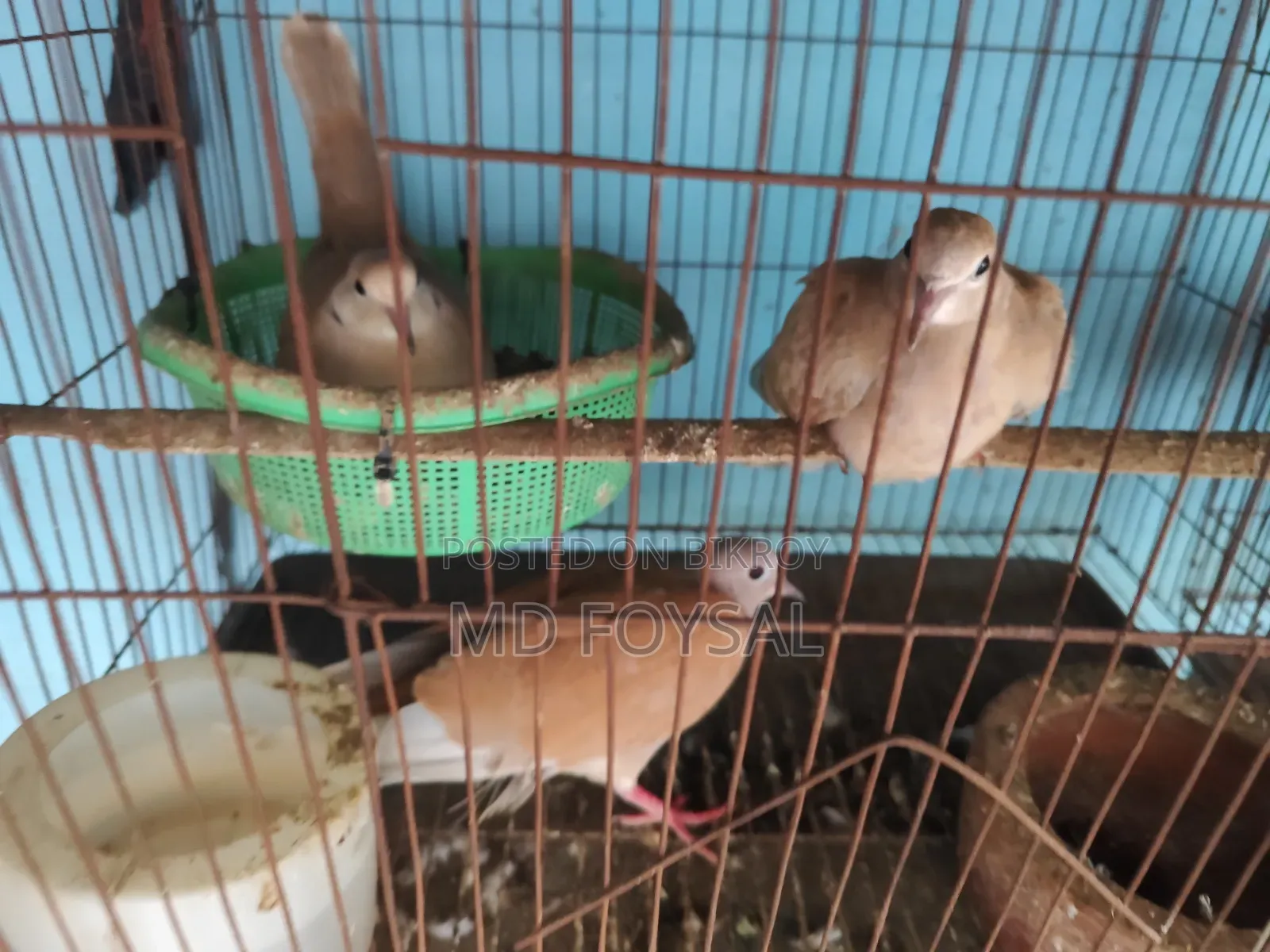 Three pairs of running dove birds for sale with eggs and chicks