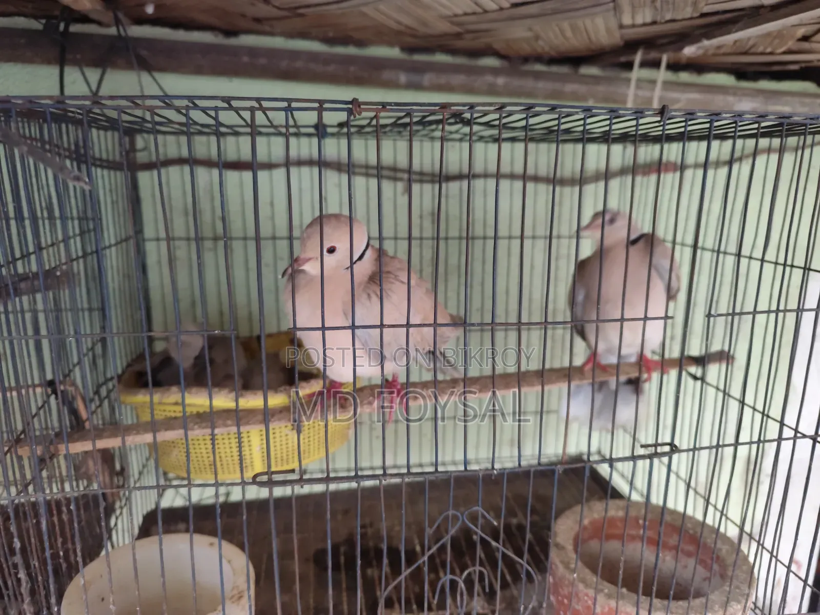 Three pairs of running dove birds for sale with eggs and chicks