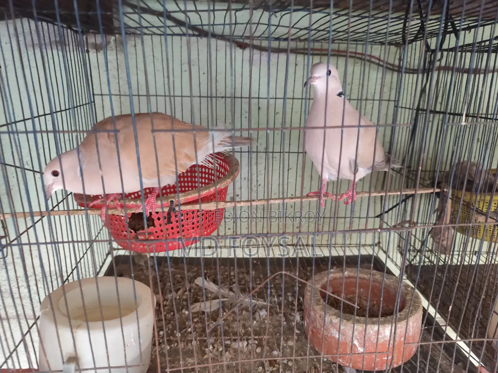 Three pairs of running dove birds for sale with eggs and chicks