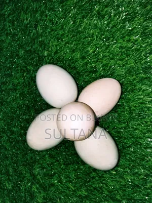 Local Duck Eggs