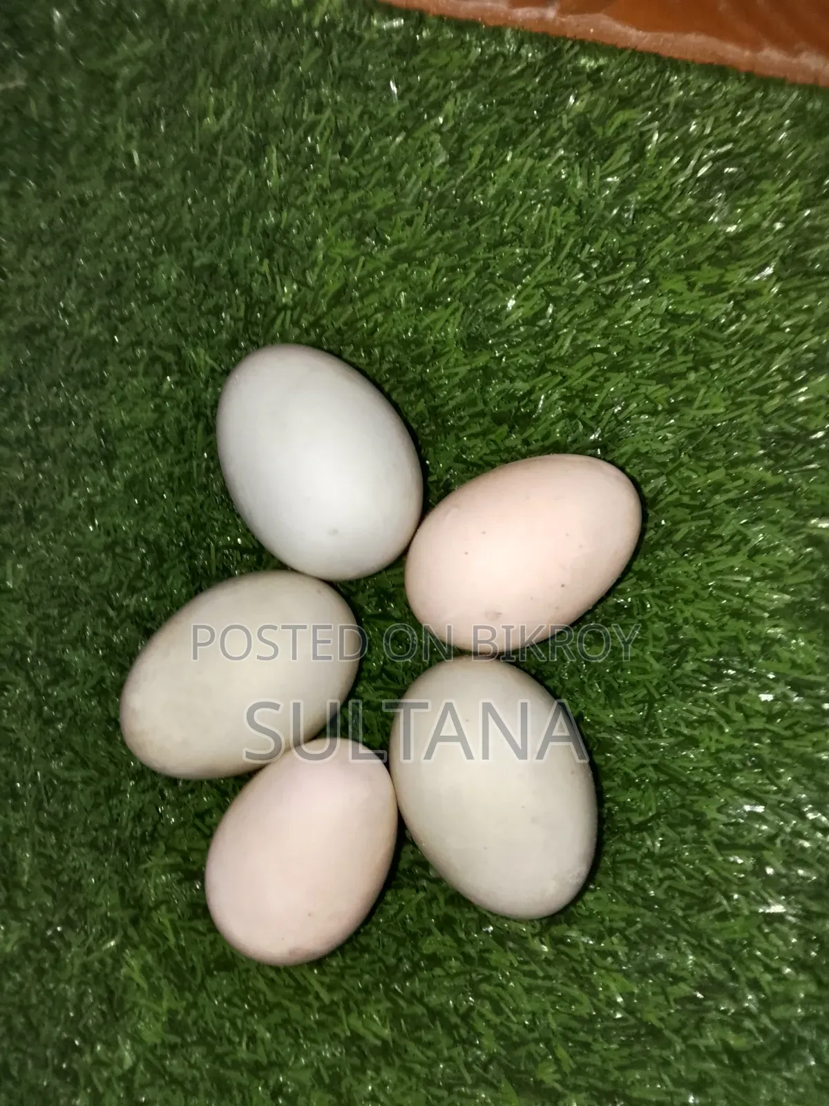 Local Duck Eggs