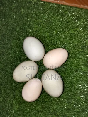 Local Duck Eggs