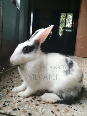 1 Female Rabbit