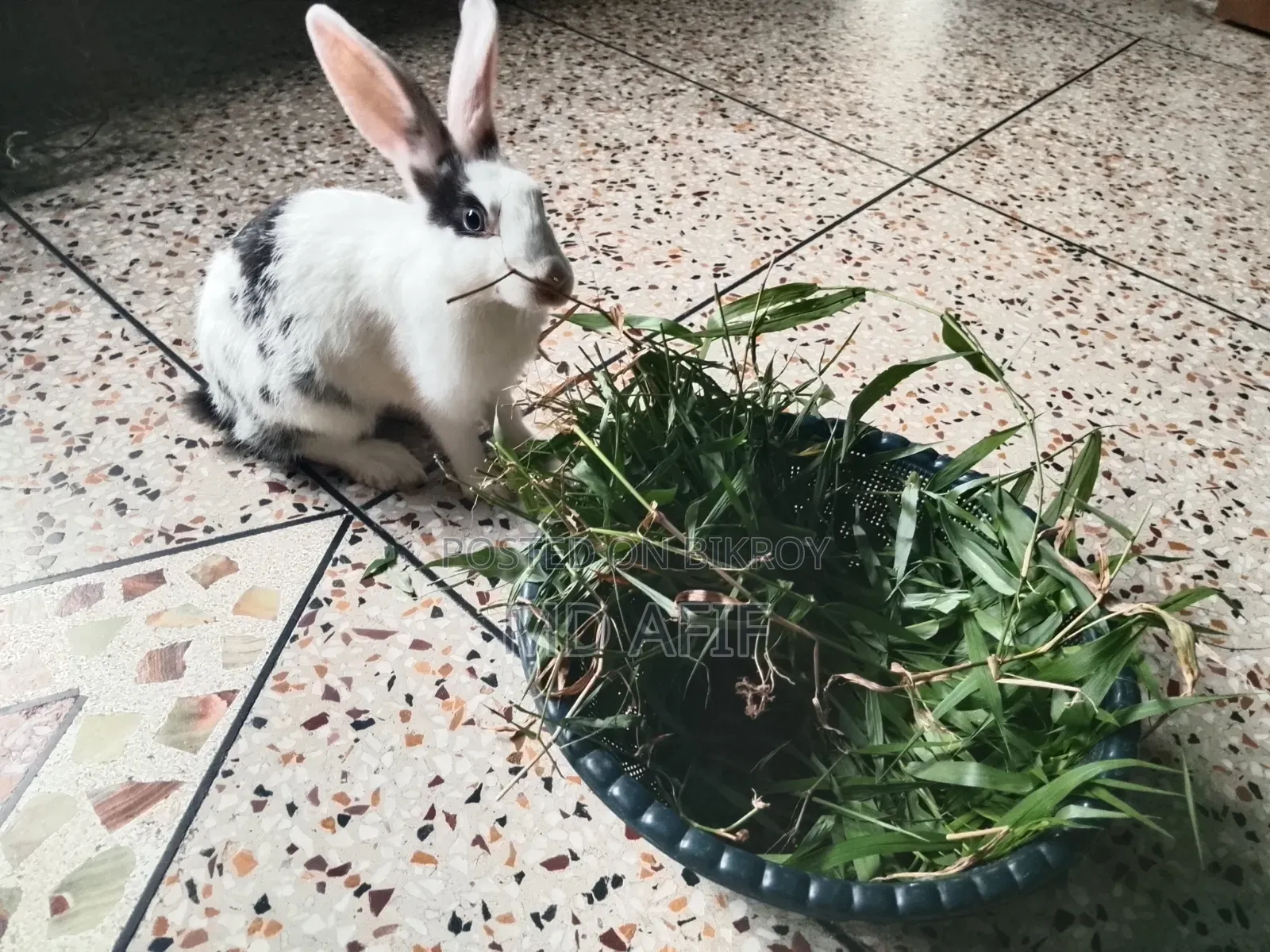 1 Female Rabbit