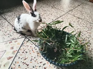 1 Female Rabbit