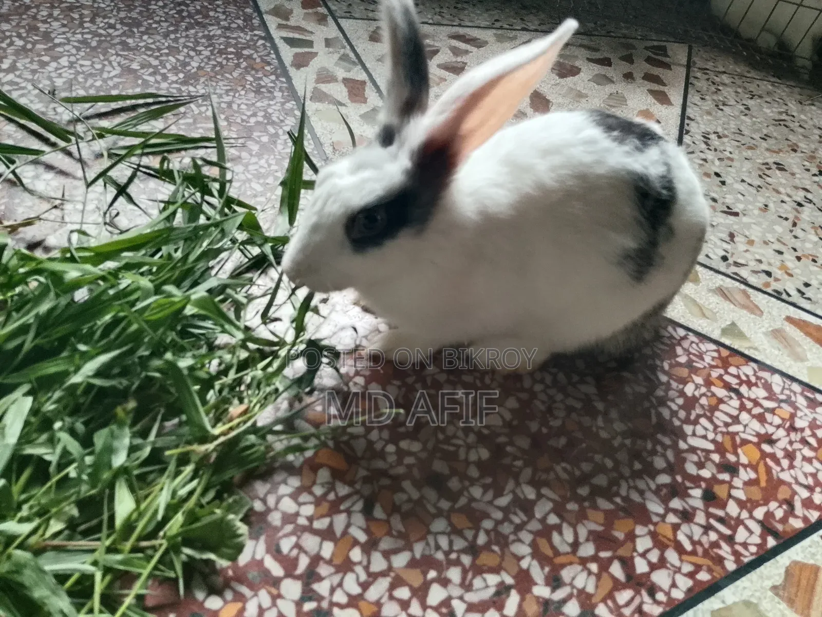 1 Female Rabbit