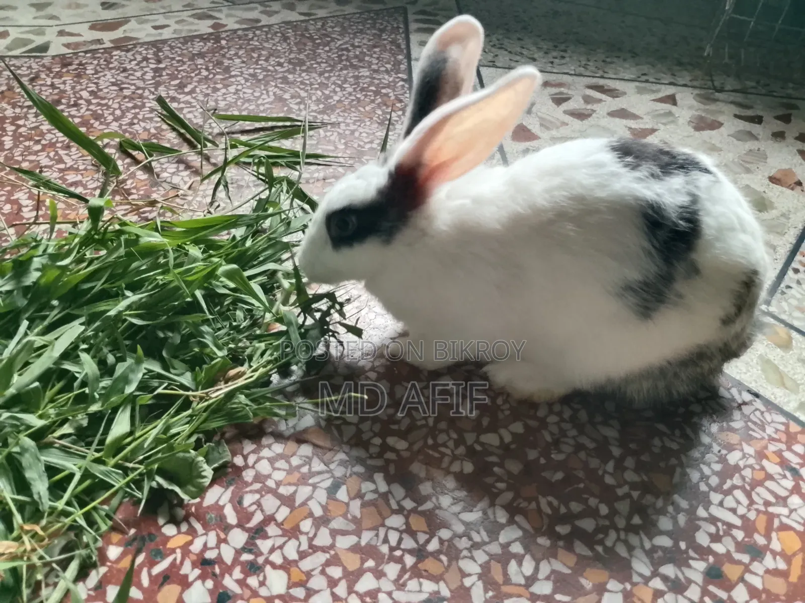 1 Female Rabbit