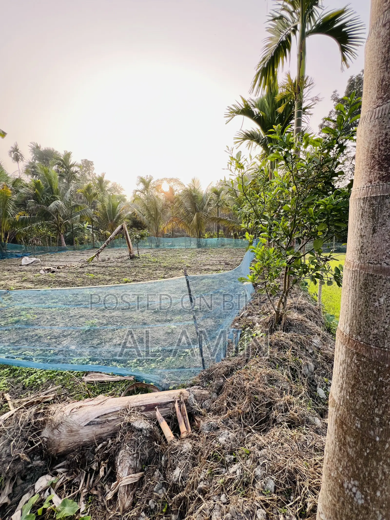 Ready homestead land