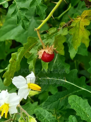 স্যামসাং গ্যালাক্সি এস২২ ৫জি ১২৮ জিবি ব্ল্যাক