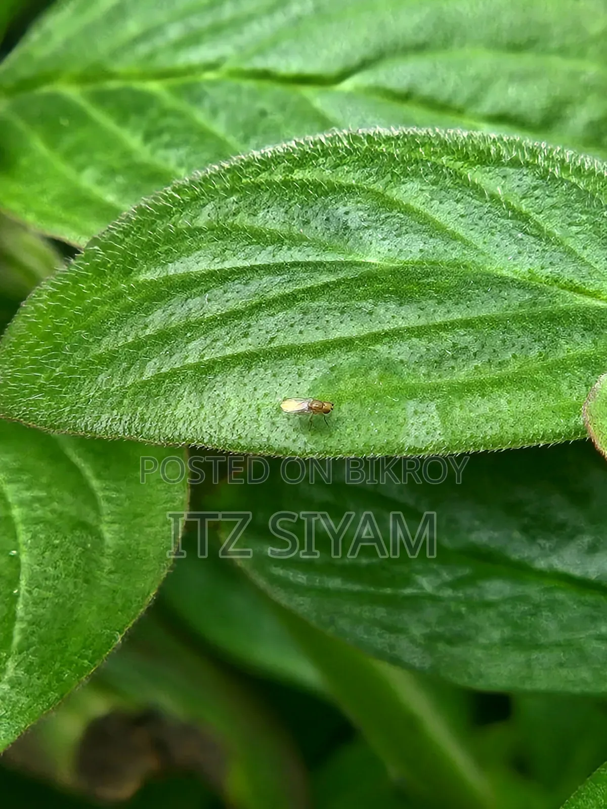 স্যামসাং গ্যালাক্সি এস২২ ৫জি ১২৮ জিবি ব্ল্যাক