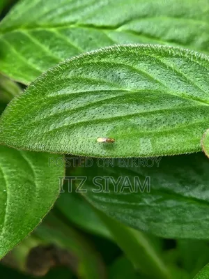 স্যামসাং গ্যালাক্সি এস২২ ৫জি ১২৮ জিবি ব্ল্যাক