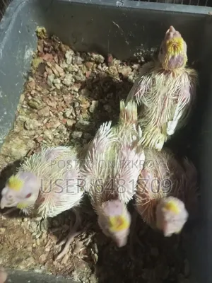 Cockatiel bird chicks for sale