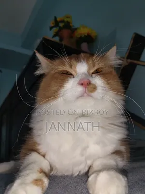 3-6 months Female Purebred Persian