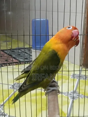 Green Fisher Opaline Pair