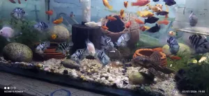 Blue Pollar Parrot Fish