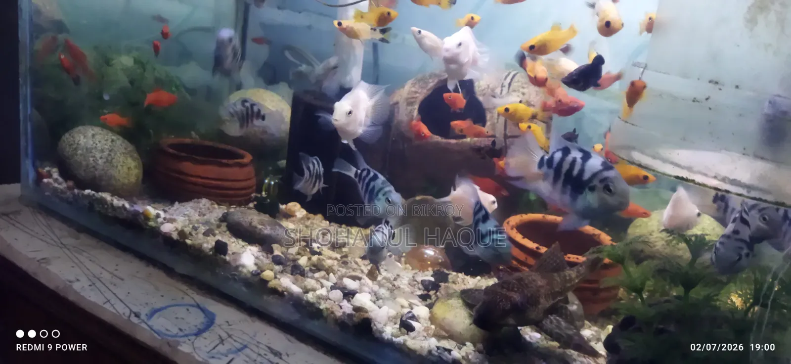 Blue Pollar Parrot Fish