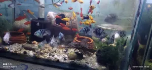 Blue Pollar Parrot Fish