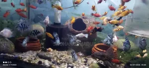 Blue Pollar Parrot Fish