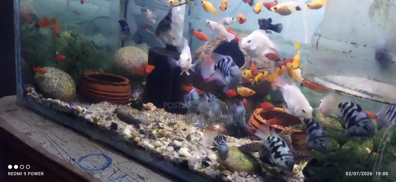 Blue Pollar Parrot Fish