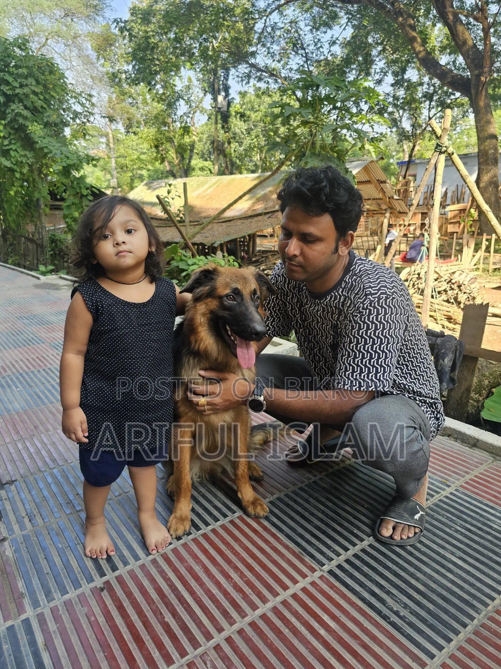 1+ Year Male Mixed Breed German Shepherd