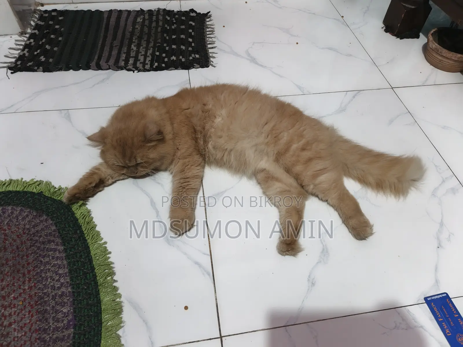 1+ Year Male Purebred Persian