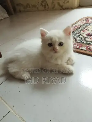 1-3 Months Male Purebred Persian