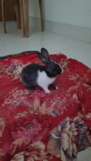 One and Half Month Old Rabbit