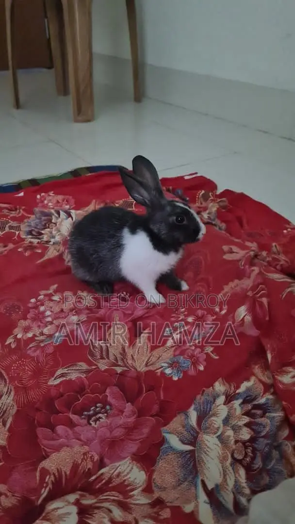 One and Half Month Old Rabbit