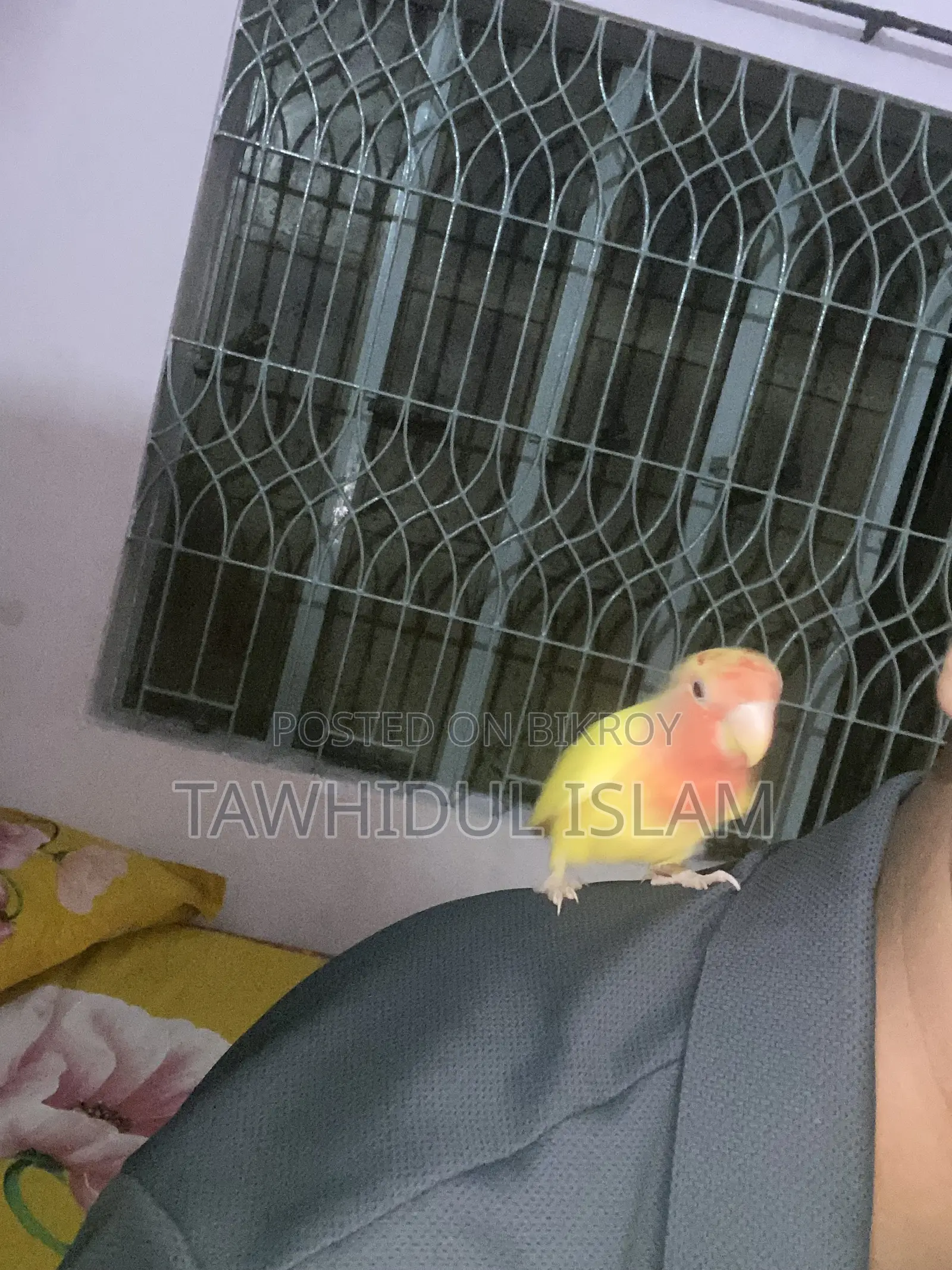 লাভ বার্ড সুপার টেম