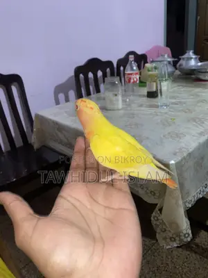 লাভ বার্ড সুপার টেম