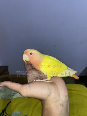 লাভ বার্ড সুপার টেম