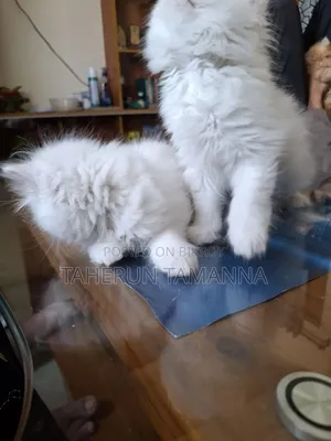 1-3 months Male Purebred Persian