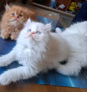 1-3 months Male Purebred Persian