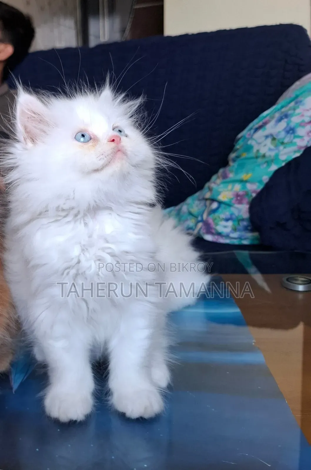 1-3 months Male Purebred Persian