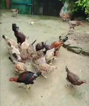 Original Desi Chicken for Sale