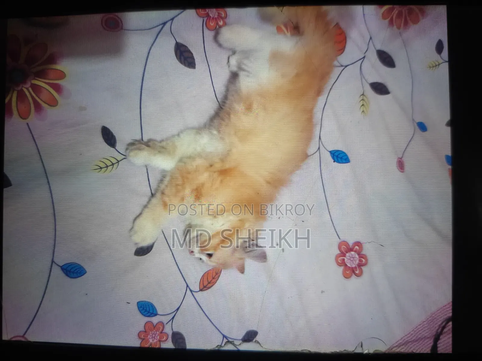 1-3 Months Female Purebred Persian