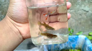 Mixed Guppy for Sale