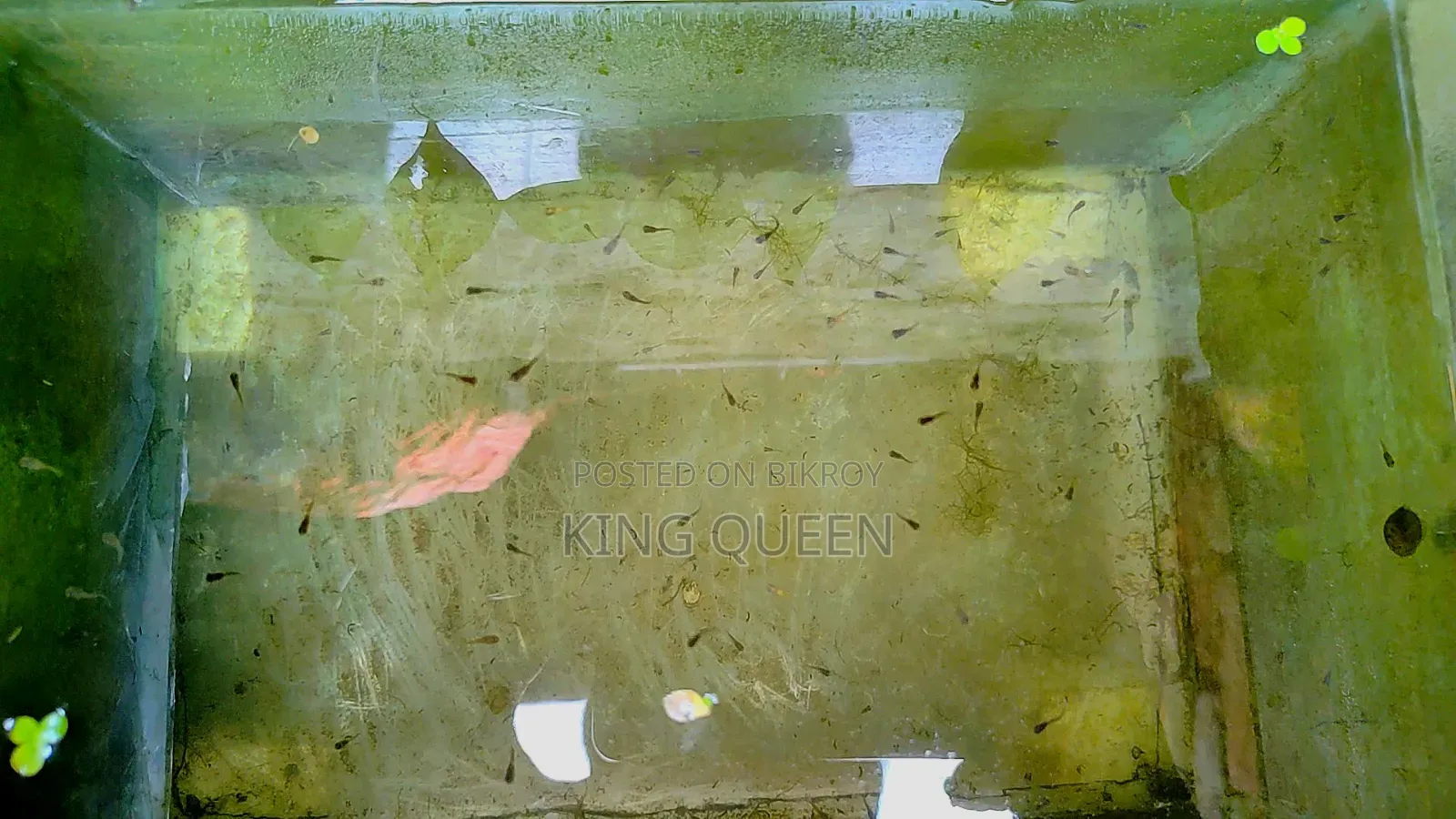 Mixed Guppy for Sale