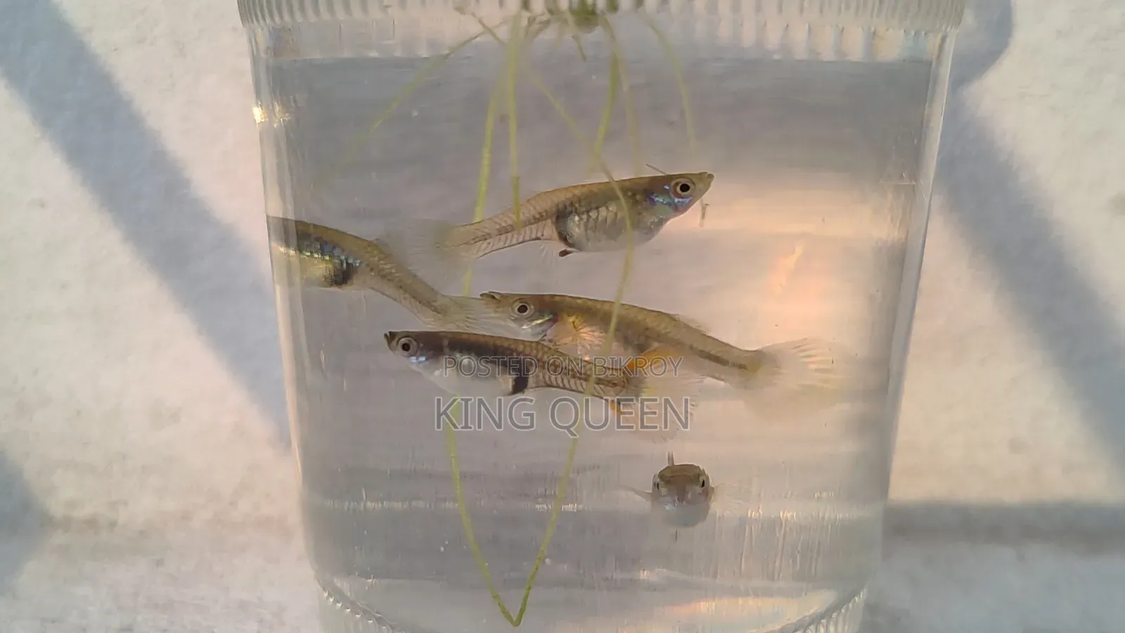 Mixed Guppy for Sale