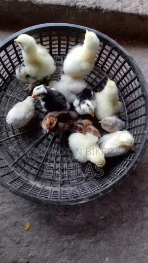 Brahma, Cochin, and Bantam chicks for sale