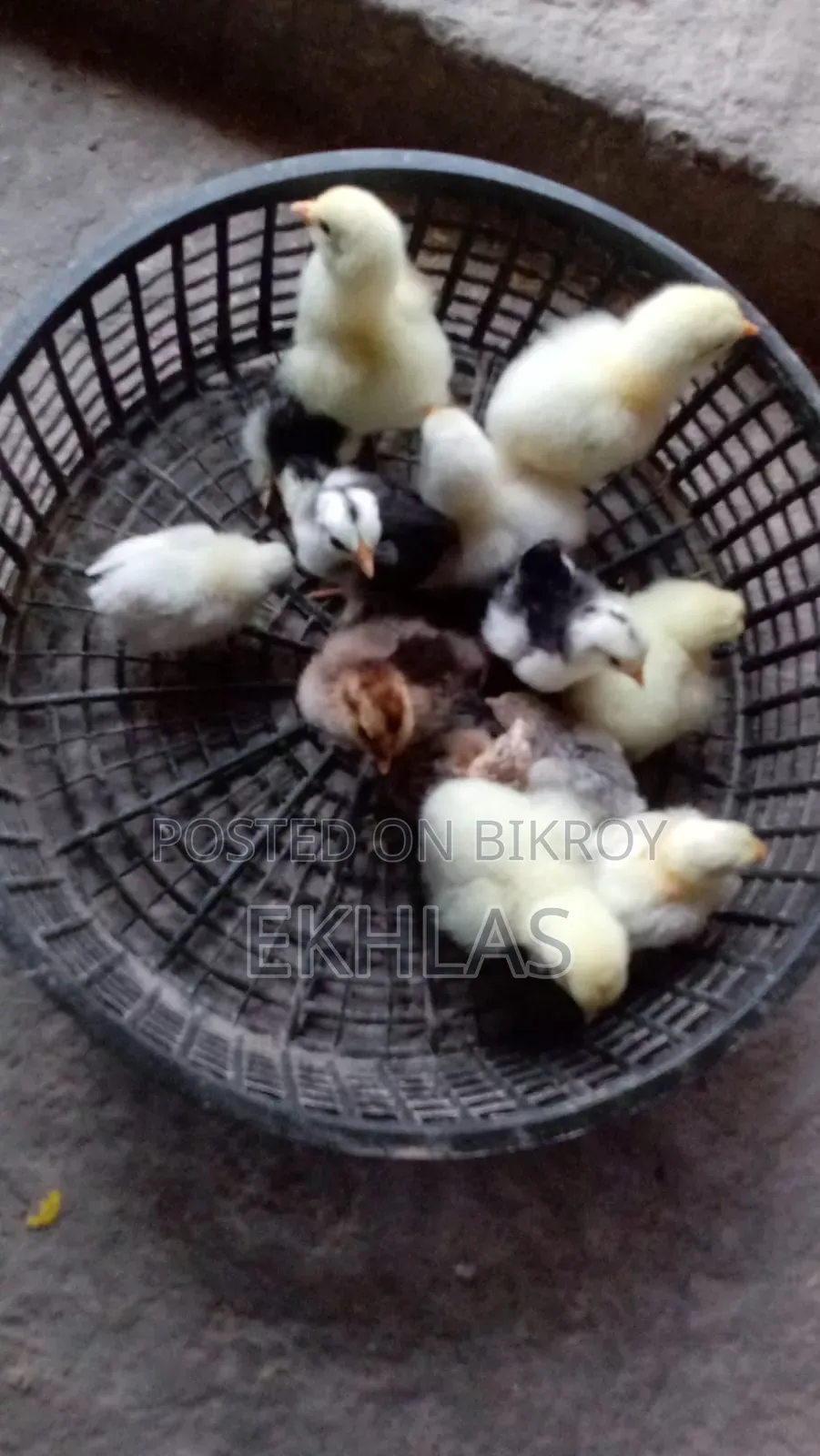 Brahma, Cochin, and Bantam chicks for sale