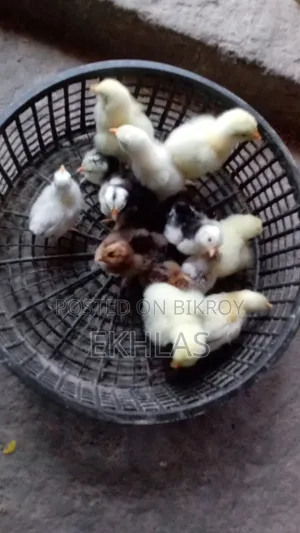 Brahma, Cochin, and Bantam chicks for sale