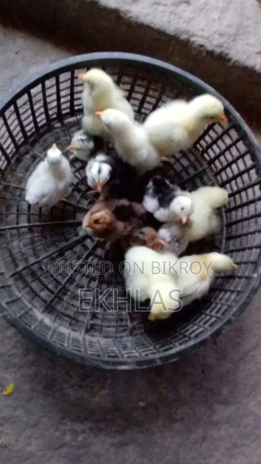 Brahma, Cochin, and Bantam chicks for sale
