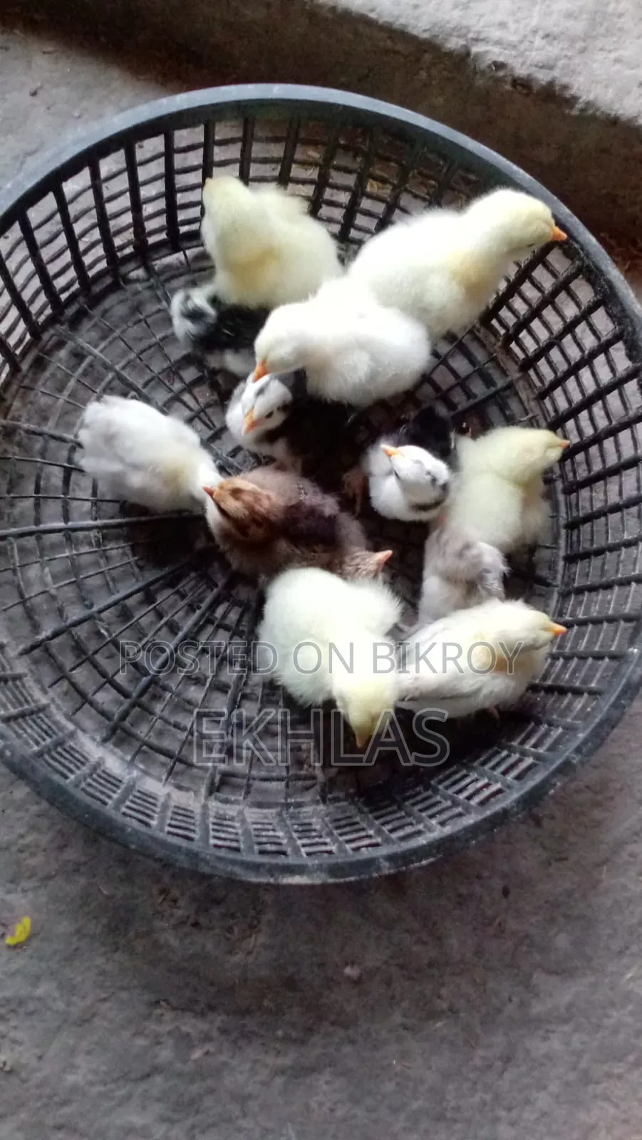 Brahma, Cochin, and Bantam chicks for sale