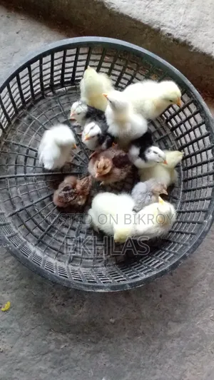 Brahma, Cochin, and Bantam chicks for sale