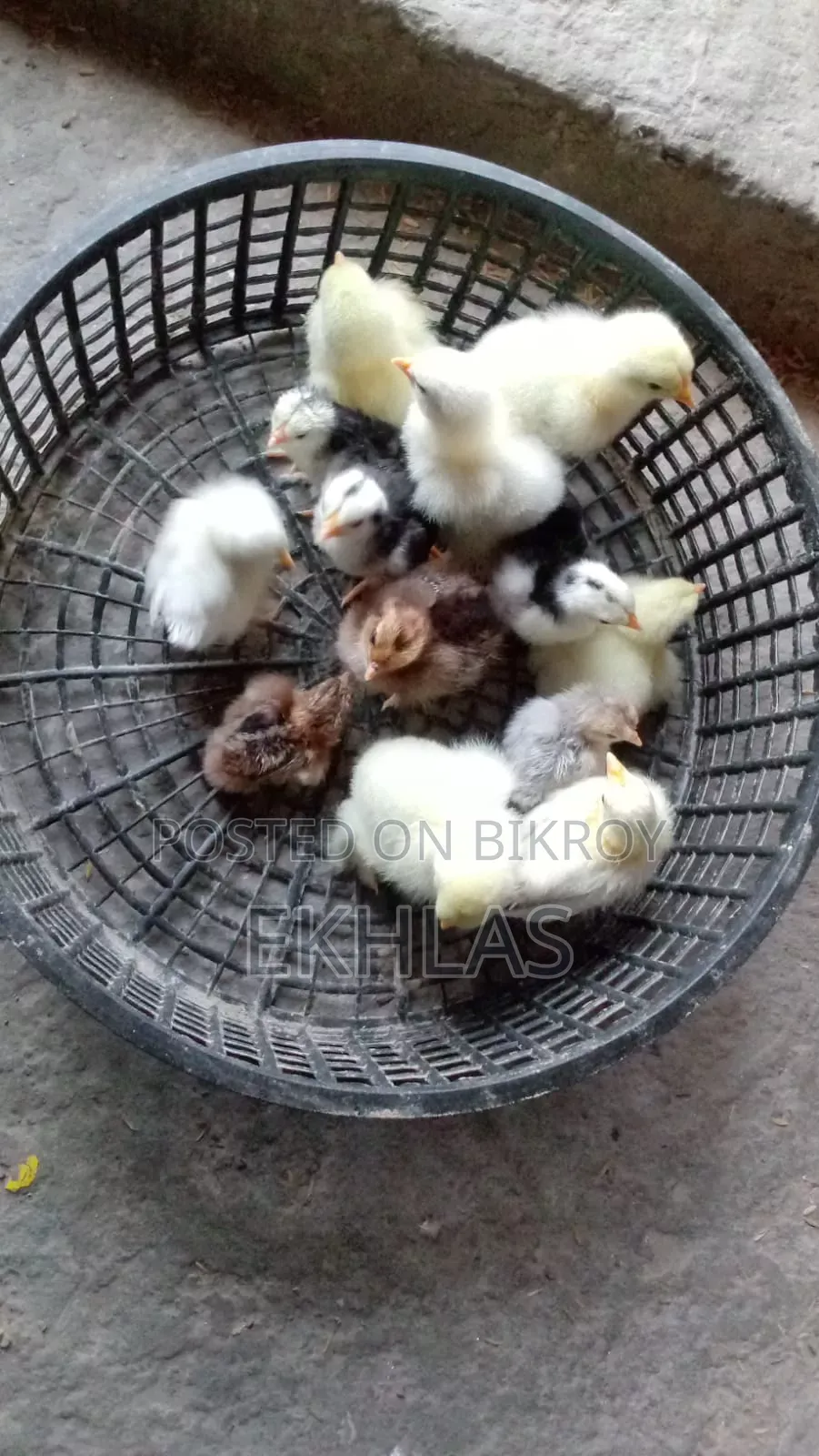 Brahma, Cochin, and Bantam chicks for sale